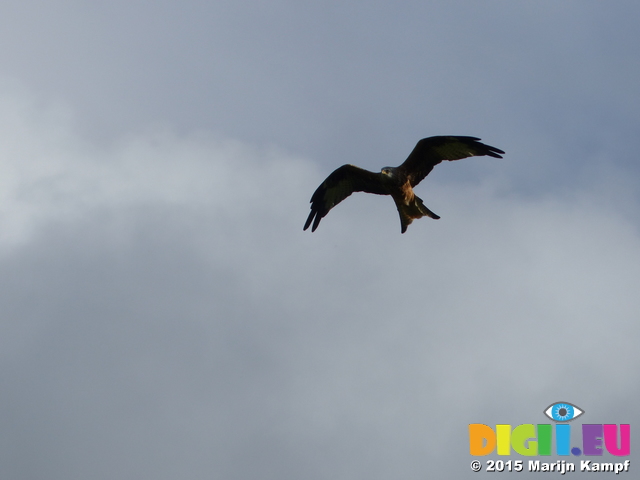 FZ023440 Red kite (Milvus milvus)